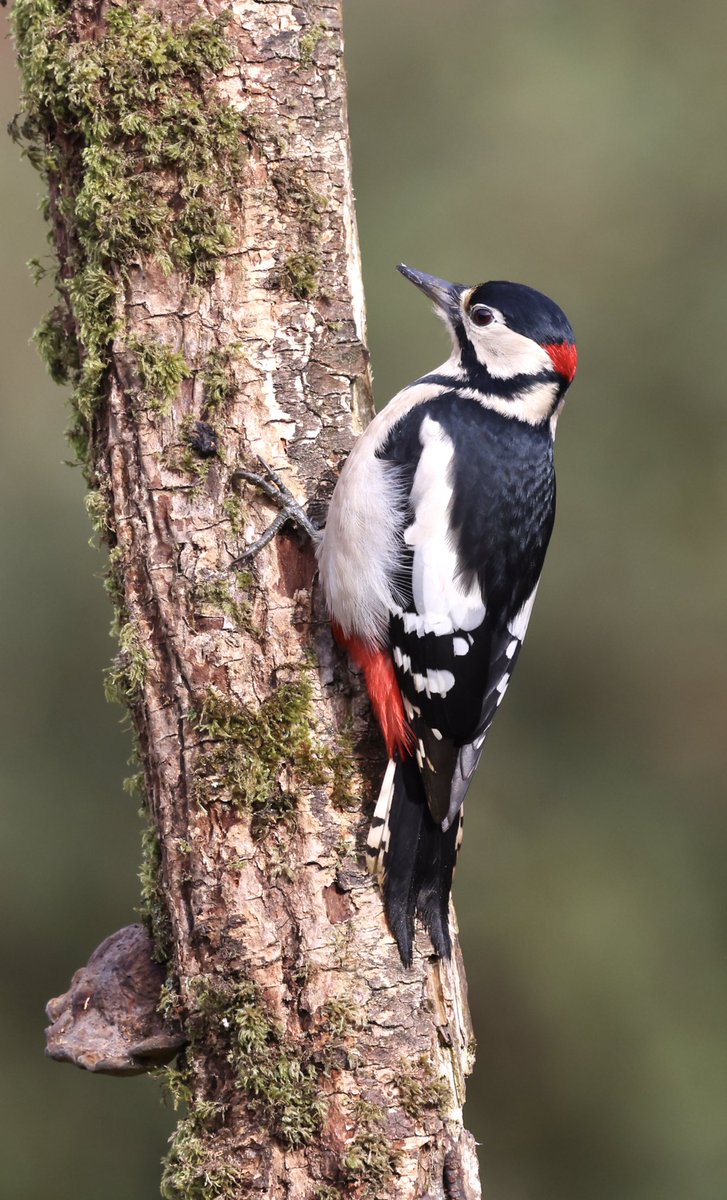 Great Spotted Woodpecker, #DumfriesandGalloway 
@Natures_Voice 
@BirdWatchingMag