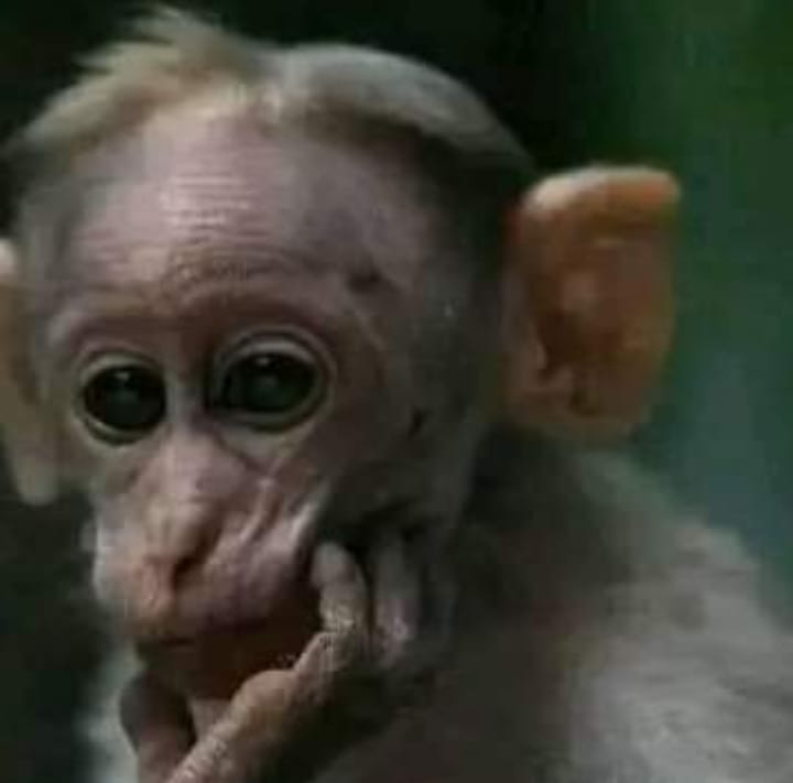 Since Chiefs are just trying to buy everything and anything to please fans, why not buy Sead Ramovic
#KaizerChiefs #Ntseki #CarlingKnockout