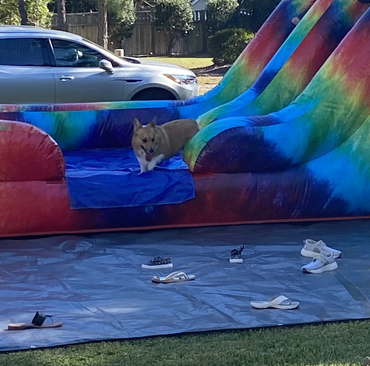 Invited to a birthday party and got to play in the bouncy castle! The coup de grâce was the pizza crust I scored. #CorgiCrew