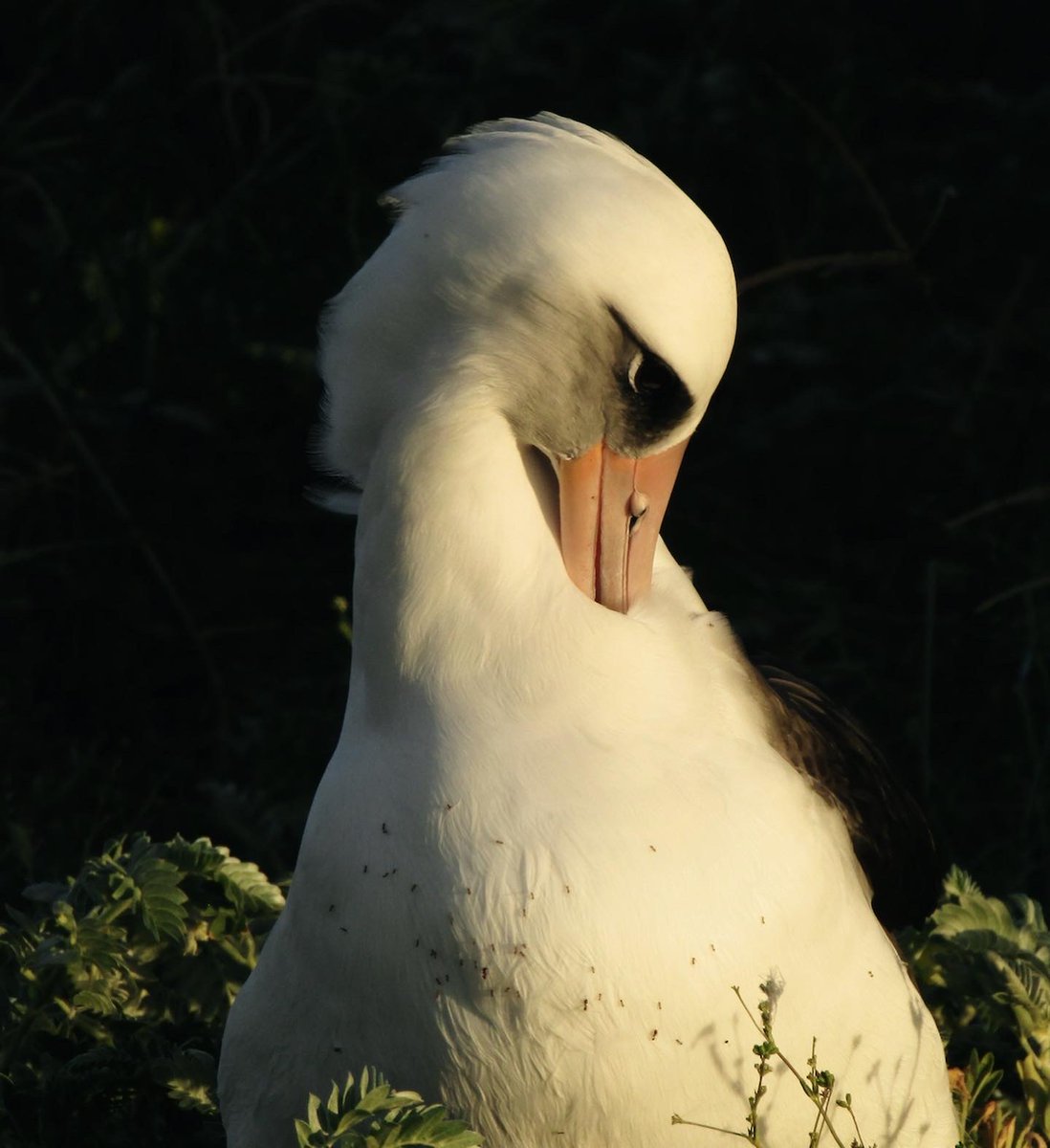 Selena Flores tweet media