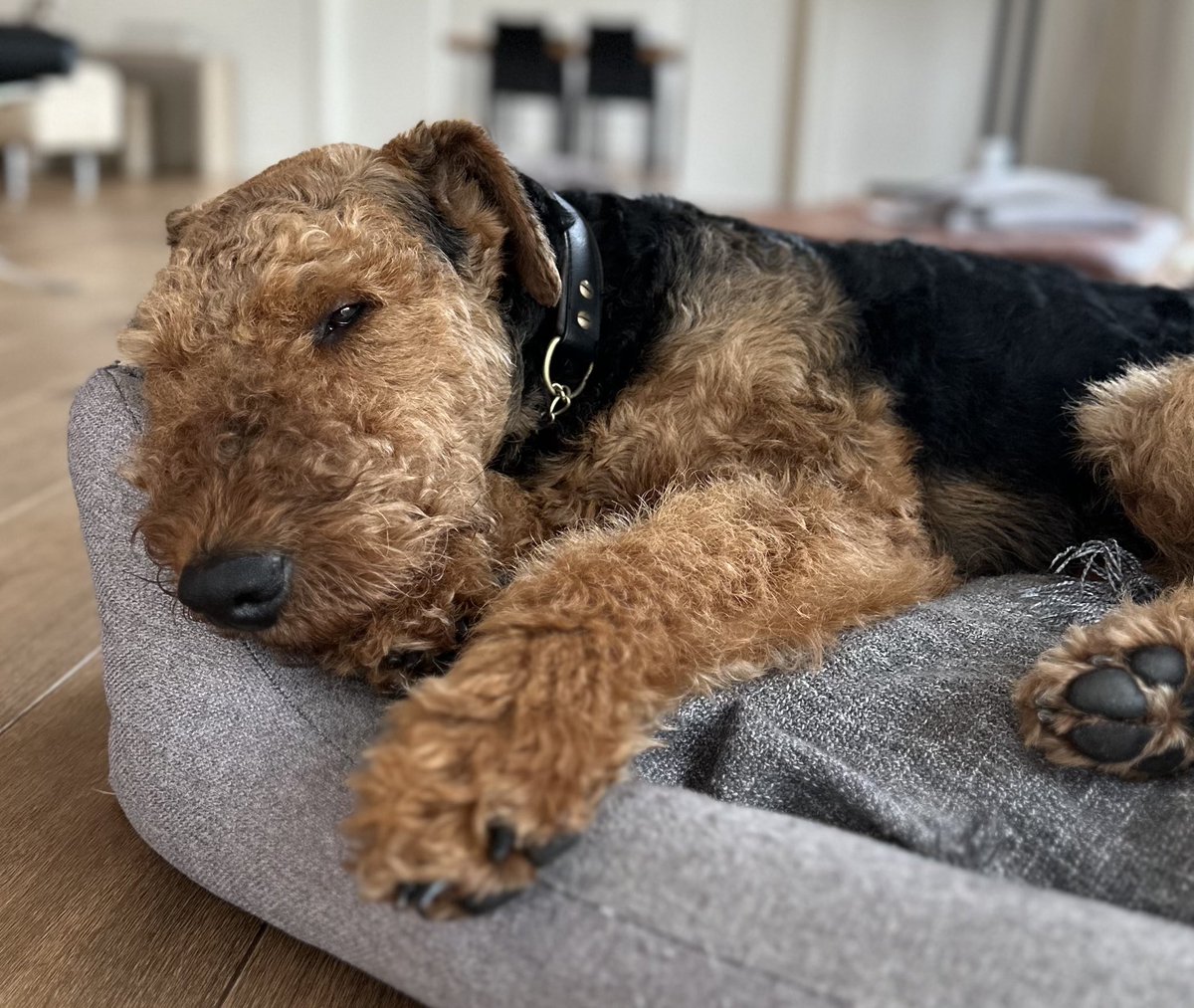 AiredaleFrodo's tweet photo. #dogs #fogsoftwitter #weekend Alert ๐จ SOS ๐ need help pals. HooDad out with the boys tonight. And HooMum is testing the limits of our sound system with the girls, ๐นdrinks and BON JOVI. Uhhhhhh ๐จ FRODO https://t.co/ifrDSbEX4r