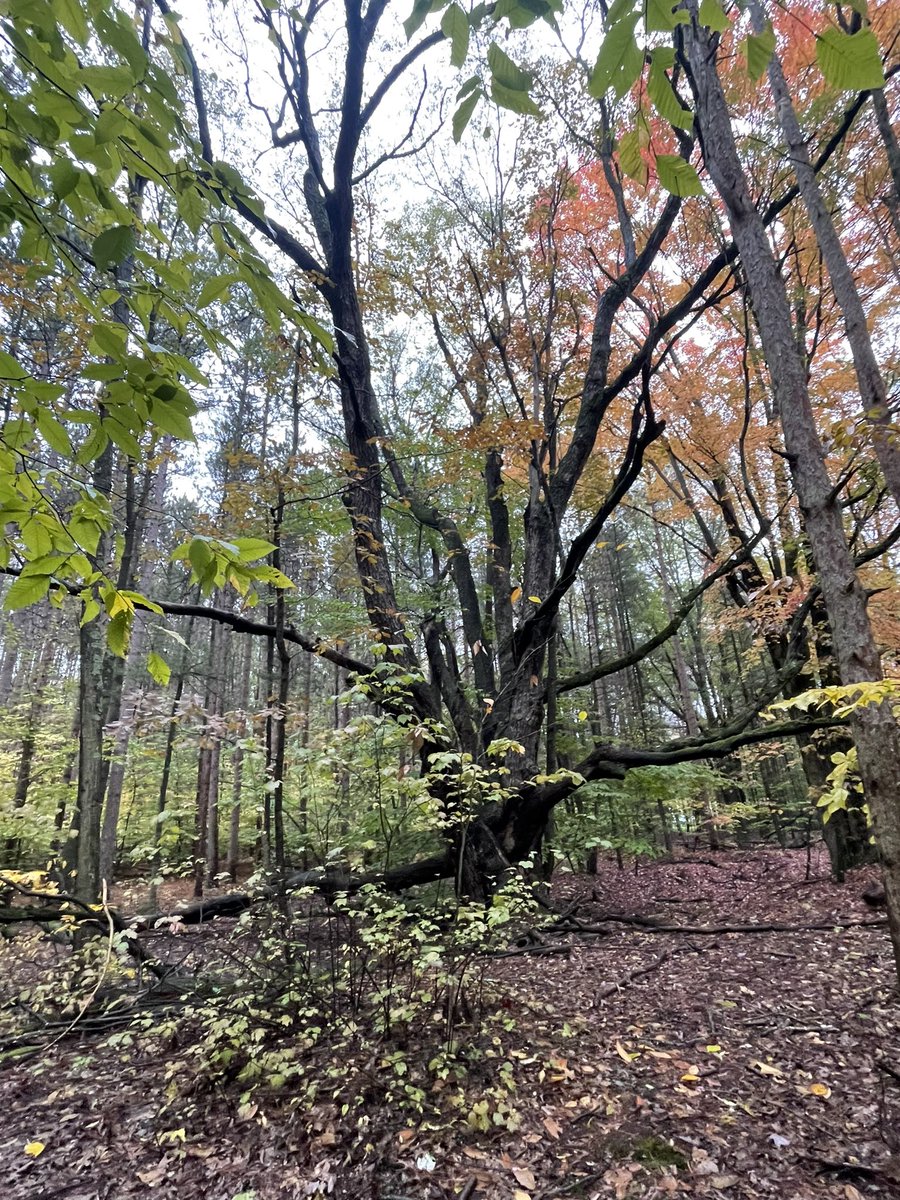 karrie_joy's tweet photo. ……because it’s not gonna get any warmer, Tucker and I took advantage of a break in the rain. @Smartwool socks for toasty warm feet and @baleafsports for the “magic one layer” jacket!
#keeppromisestoyourself #notawuss #muddytrailpup #warmhoodieday #chooseyou #choosehappy https://t.co/itcev4tAiZ