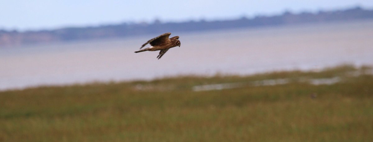 John McNally tweet media