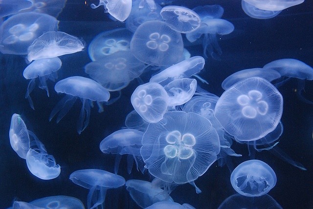 softdeIicacy's tweet photo. deep in the ocean. https://t.co/90lLOo8KC0
