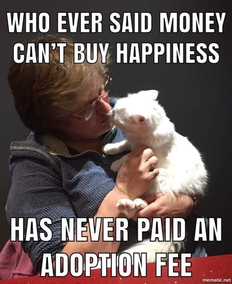 New Start Cat Rescue💜🐾 (@newstartcats) on Twitter photo 