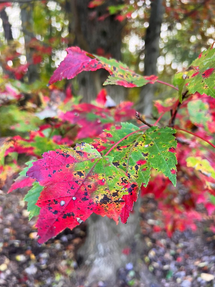 Fall Vibes 🍁 
#leaves #fallphotography #naturephotography