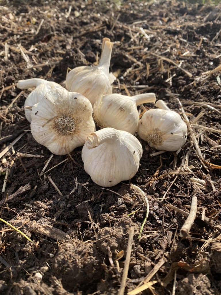 Planting garlic today. #homesteadinglife #garlic #fallplanting