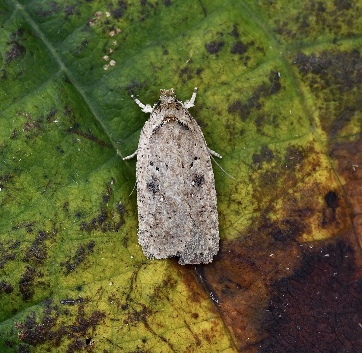 Among the migrant #moths last night were Gem (nfg), 2 Olive Tree Pearl, Pearly Underwing, Delicate & Turnip. Also another 2 Merv with Phyllonorycter Messaniella & Agonopterix Scopariella both nfg @norfolkmoths @NorfolkNats @BC_Norfolk @MigrantMothUK