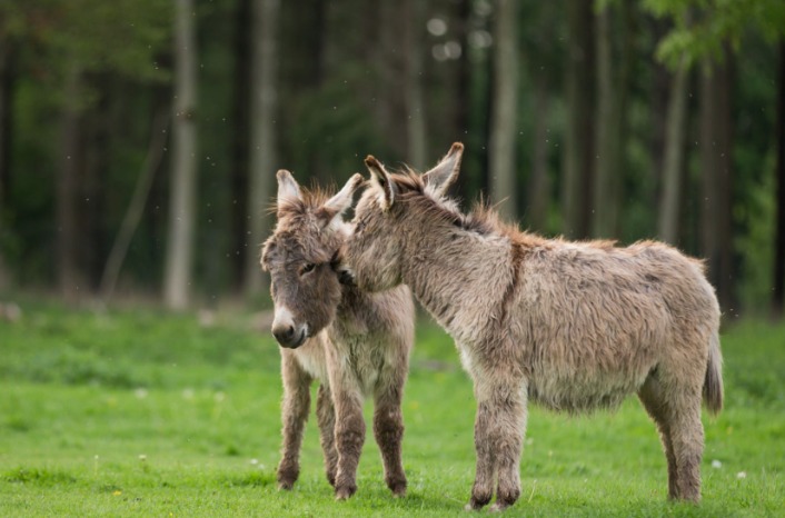 aslofores's tweet photo. I must be getting old, I just joined a Facebook group called "Ottawa Wonky Donkey Fun Educational Club". I have always wanted a donkey and chickens. 

#Donkey https://t.co/2S7mZCfeWo