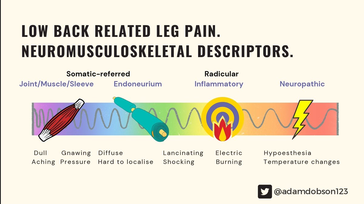 Contrary to the belief. Radicular pain isn't always textbook neuropathic. 

Perhaps things sit on a spectrum with only descriptors at the far ends being easy to label. 

If your pts calf pain is aching, don't rule out radicular pain. But one aspect of dx confidence ⚡️
👇👇👇