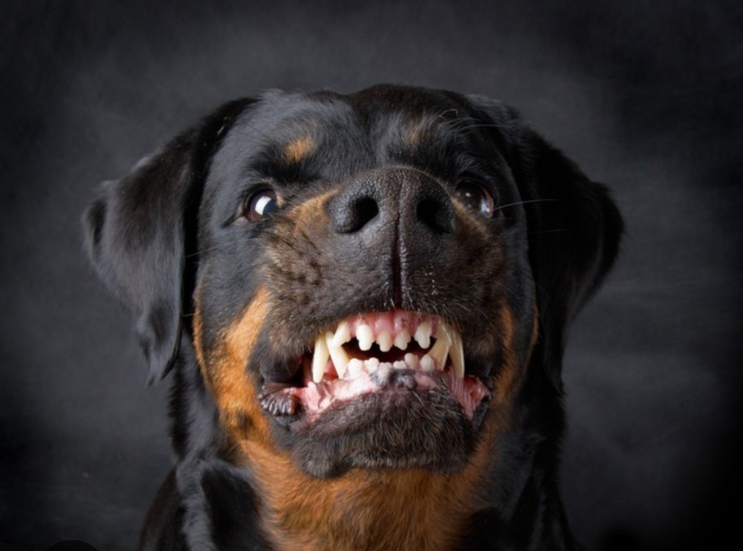 Iamthatguy12 tweet media