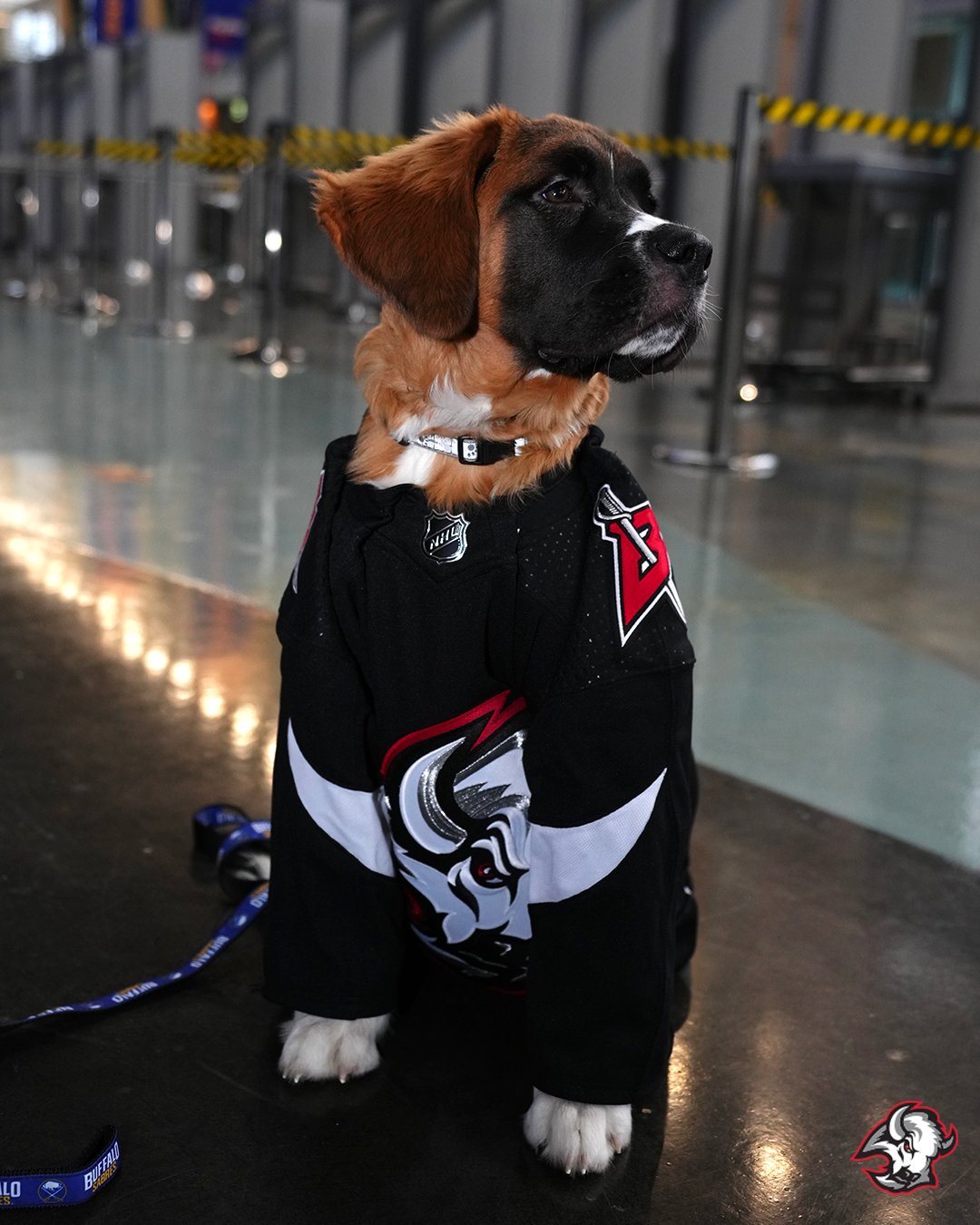 Meet Buffalo Sabres Mascot, Nikki