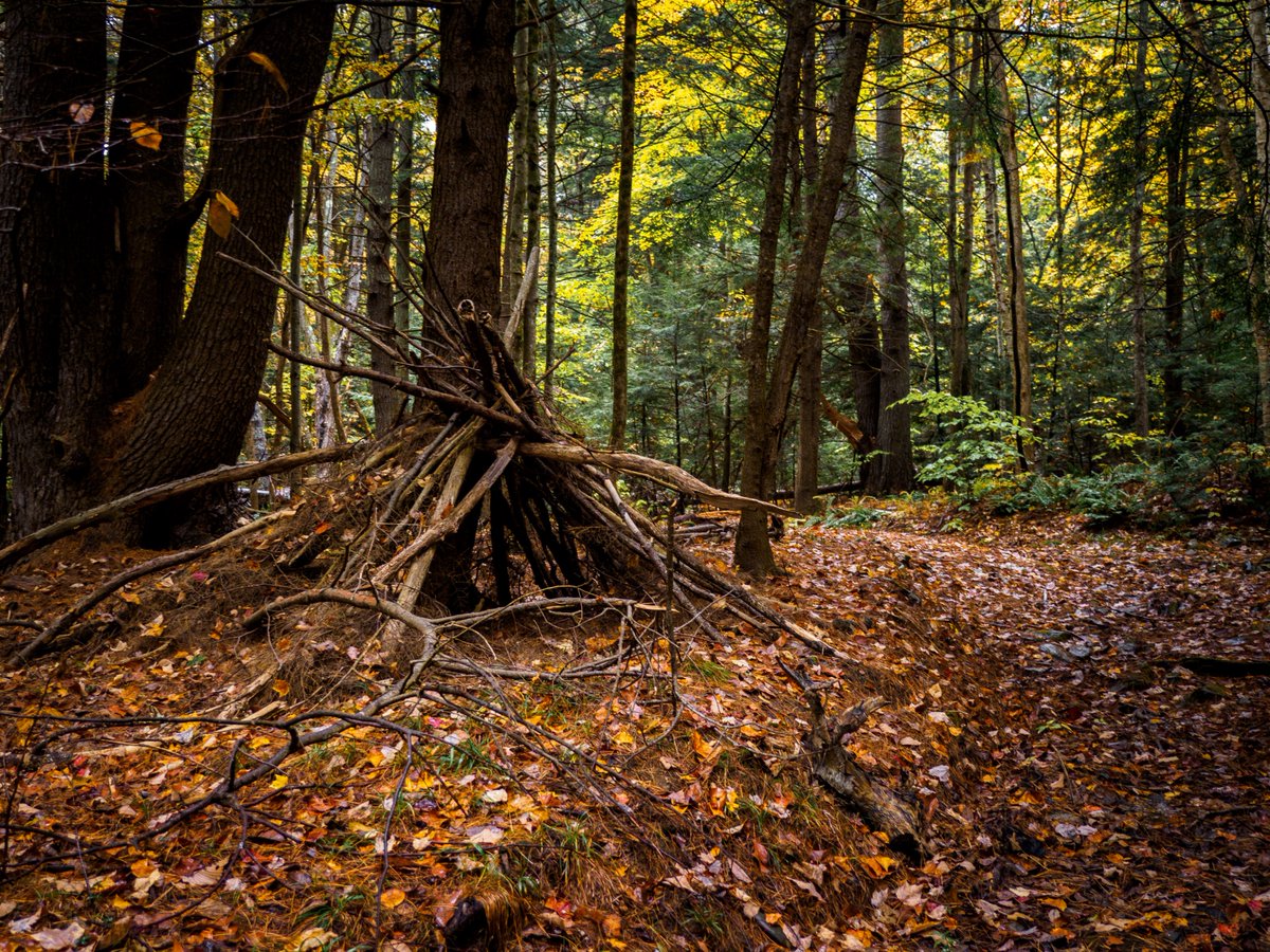 newenglandtake's tweet image. A wet, but pretty fall walk in the woods. @OMSYSTEMcameras #fall #visitmaine #exploremaine #naturephotography #landscapephotography