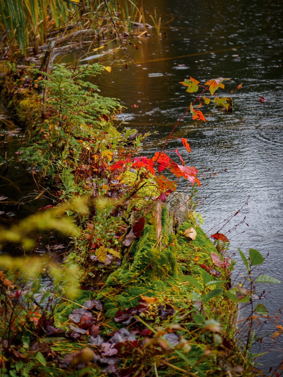 newenglandtake's tweet image. A wet, but pretty fall walk in the woods. @OMSYSTEMcameras #fall #visitmaine #exploremaine #naturephotography #landscapephotography