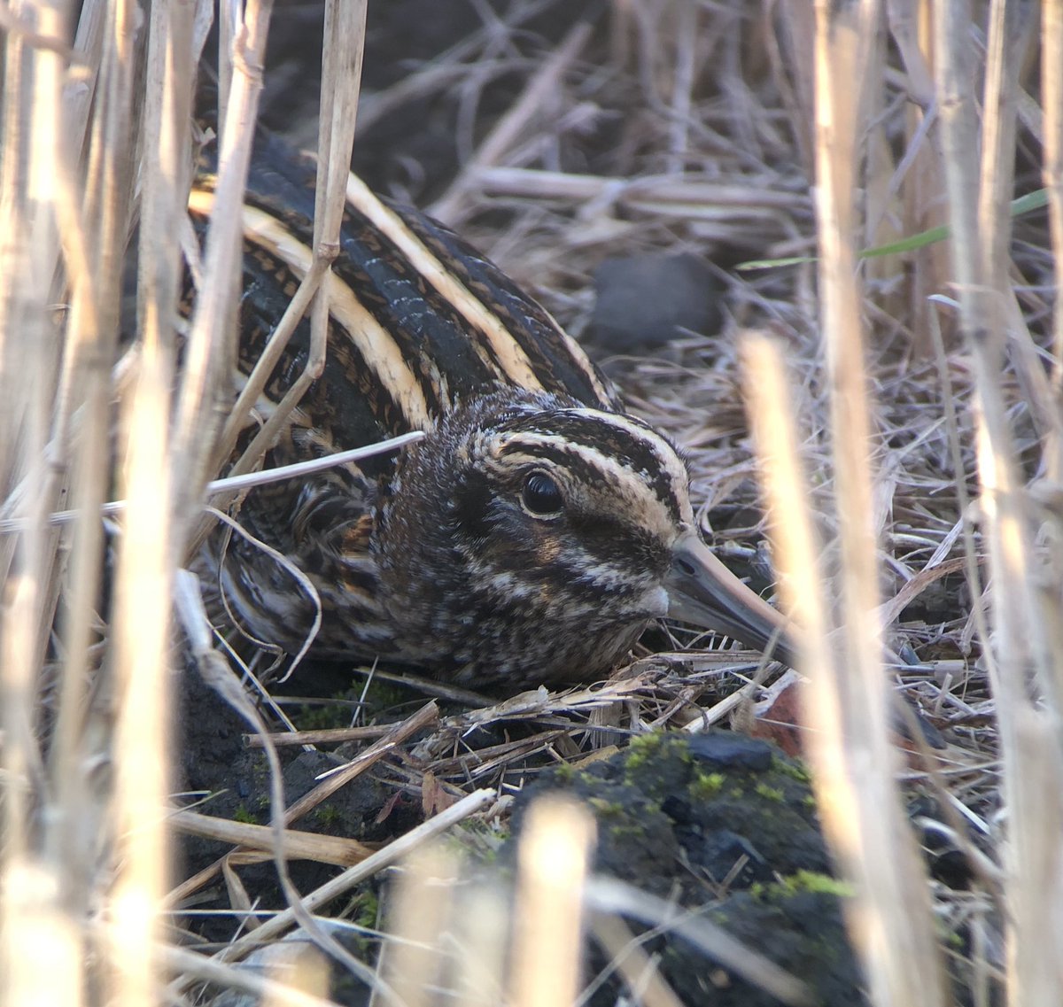 UK Half Snipe tweet media