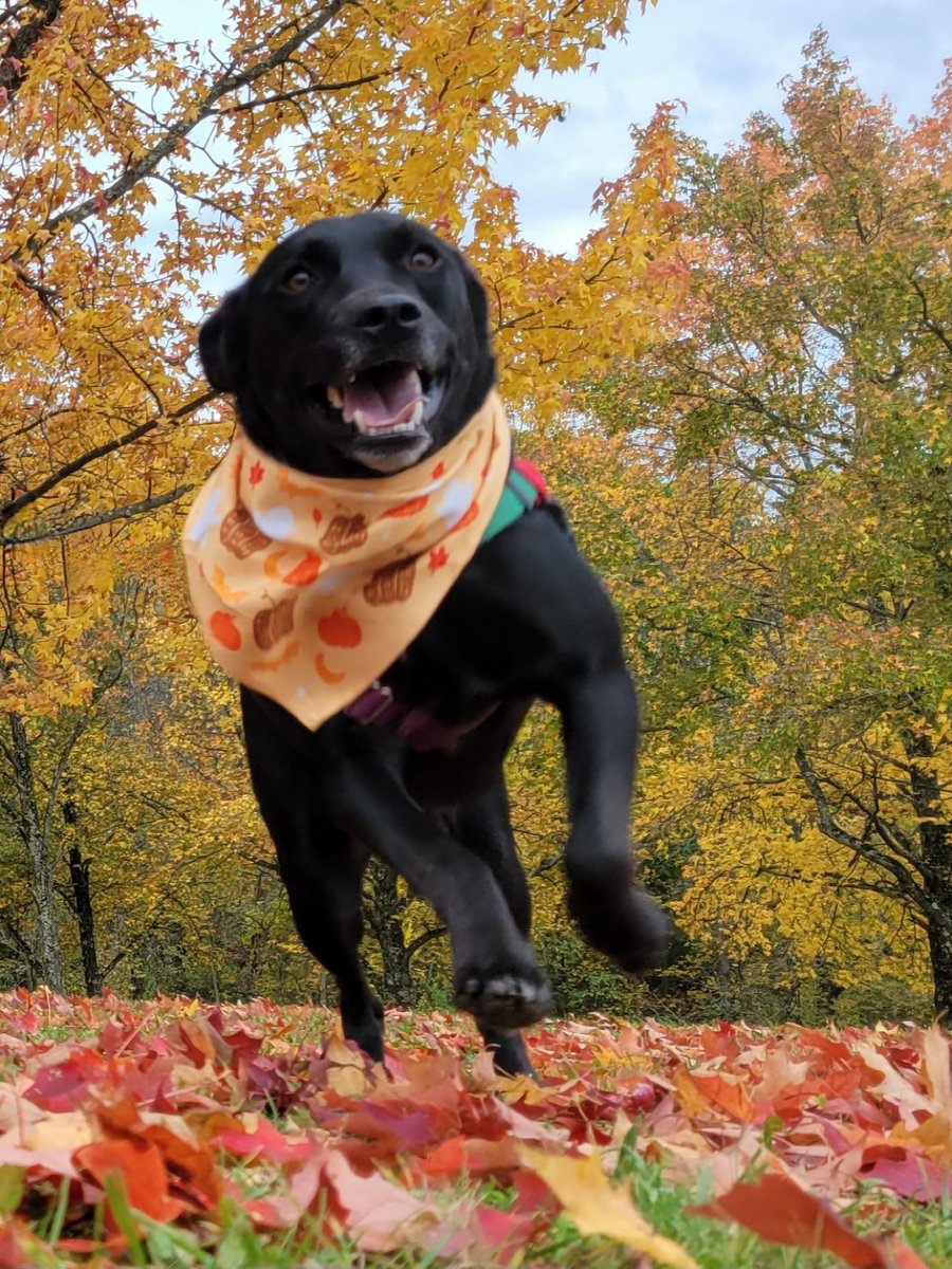 When you're *really* excited to run through the leaves to Mommy 😂🧡🧡🧡🍂🎃