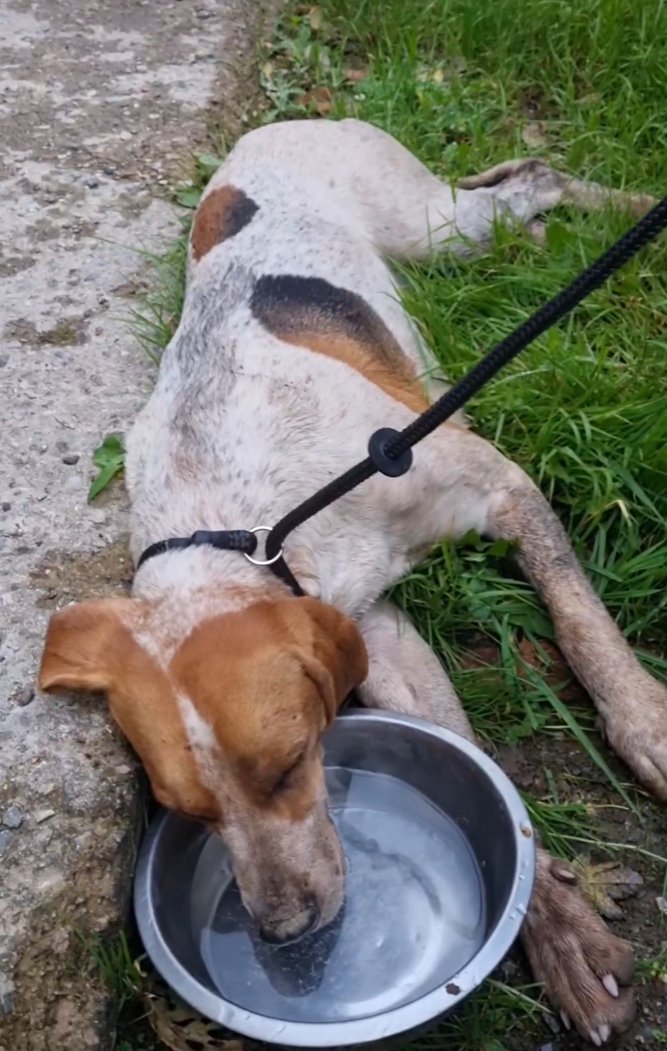 HsaChair's tweet photo. South Devon Hunt has invaded Farm &amp; Feral Sanctuary today in South Devon. 20-odd dogs were running around after cats and chickens and even into the farmhouse. One hound was in poor condition. Police forced Santury to return ill hound.  

No doubt hunt was following a trail.🙄 https://t.co/I4UOir70tG