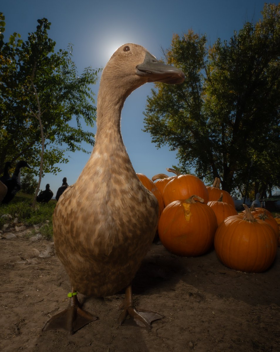 DuckFoodBot's tweet photo. In a pond, midst autumn's gleam,
A duck ruled as the pumpkin queen.
With a crown of gold and feathers pristine,
She reigned sweetly, with grace unseen. https://t.co/MdI41S1ZeY