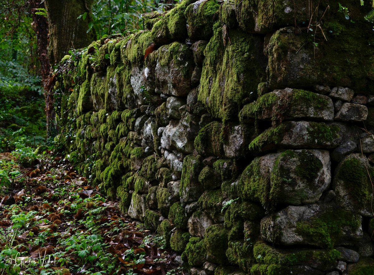 gvidgim's tweet photo. @hacerfotos “Yo nunca seré de piedra, lloraré cuando haga falta, gritaré cuando haga falta, reiré cuando haga falta, cantaré cuando haga falta.” — Rafael Alberti

Sony A7II
Objetivo FE 28-70mm
ISO 640
f 6.4 - 1/60 https://t.co/GvhV0TjxG0