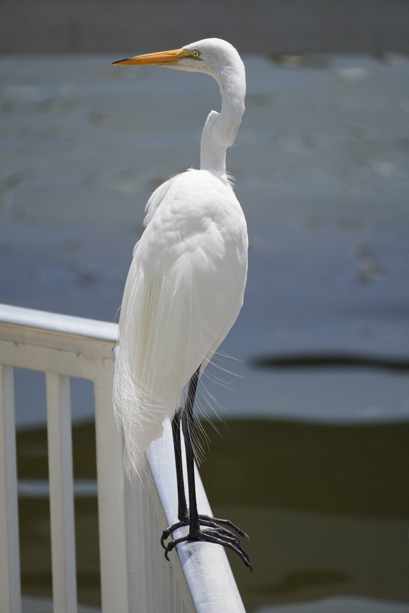 Kinked neck, wispy hemline, wrought iron legs.
Great Egret at Fort Pierce, FL, USA earlier this year. Great location for a #Heroncation.
#DentistsWithHerons