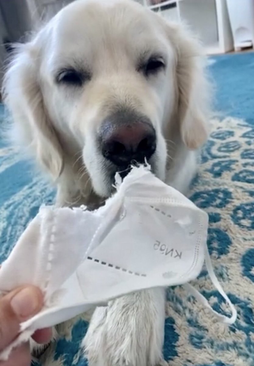 VoodsFoods's tweet photo. @tine_theherd @KieferPup @Phoenix5201 @GhostVoods Voods: Can relate, AC 🤍😷
Covid tests, masks & Covid are #NOTVoodsFoods
Also, #NOTACFoods
Feel better, Tine 🥰 https://t.co/BDBr3SG98t