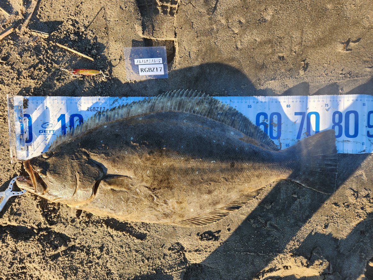 ノムノム【黒黒鮃団】 tweet media