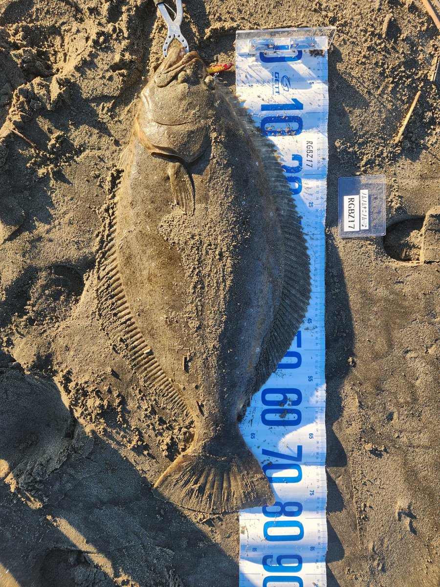 ノムノム【黒黒鮃団】 tweet media