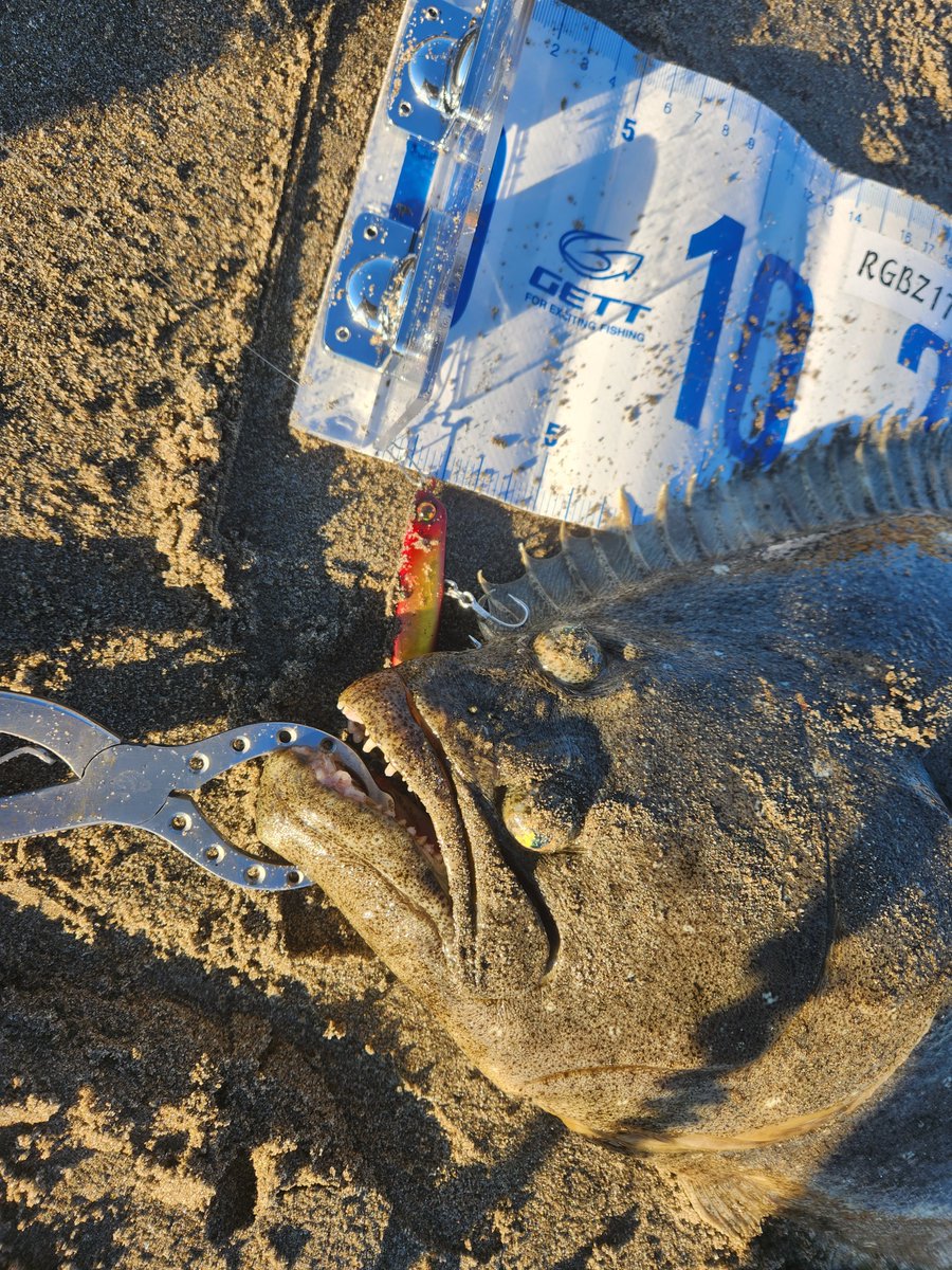 ノムノム【黒黒鮃団】 tweet media