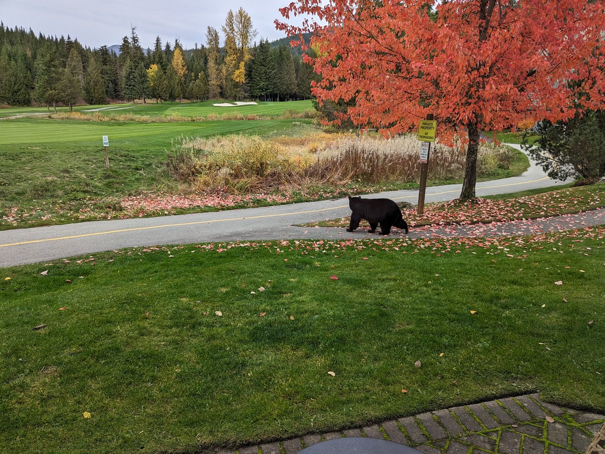 jonolson's tweet image. Maybe I'll take the dog for a walk around the lake...

... maybe not just now...