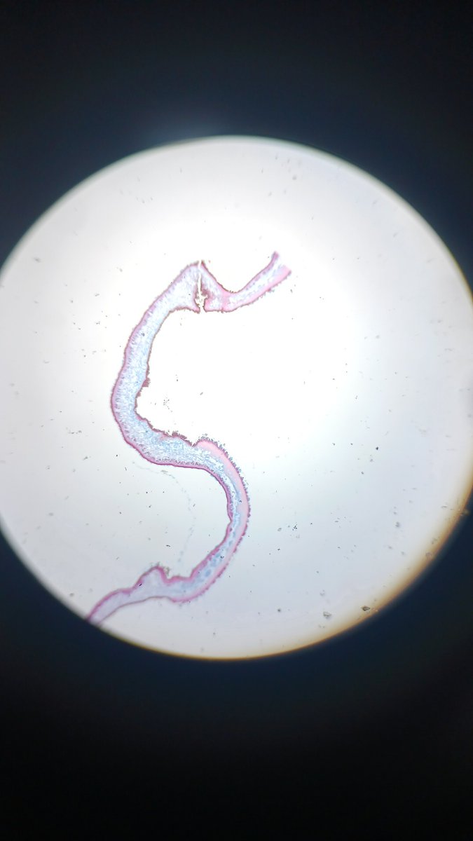 JKWLifeScience's tweet photo. This partner group in Bio just were amazed by seeing organisms from an aquatic ecosystem study under the microscope. https://t.co/z5Tl4WpnmD