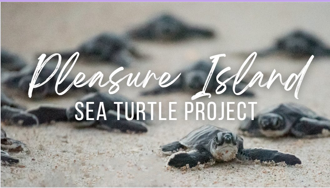 learnatkeystone's tweet photo. Deputy Head of School Angela Stuart and The Pleasure Island Sea Turtle Project! Look at these amazing volunteers protecting a turtle hatching location in Carolina Beach, NC. https://t.co/kZ7mbFPBr4 #seaturtles #thekeystoneschool #fieldtrip #onlinelearning #homeschool #travel https://t.co/DBvB28Wx8m
