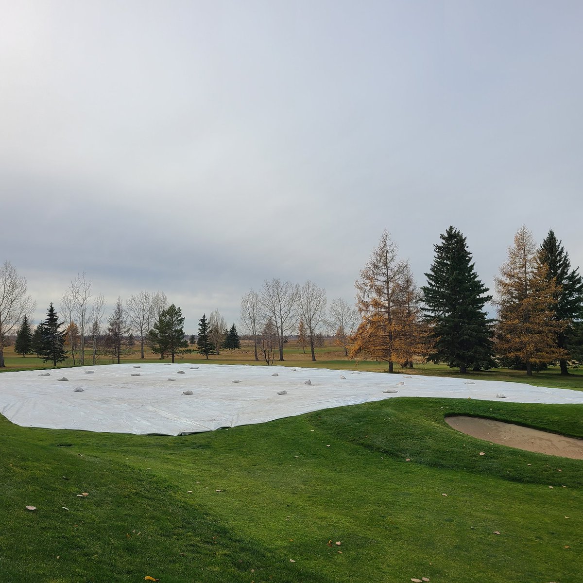 Olds Golf Club TurfCare tweet media