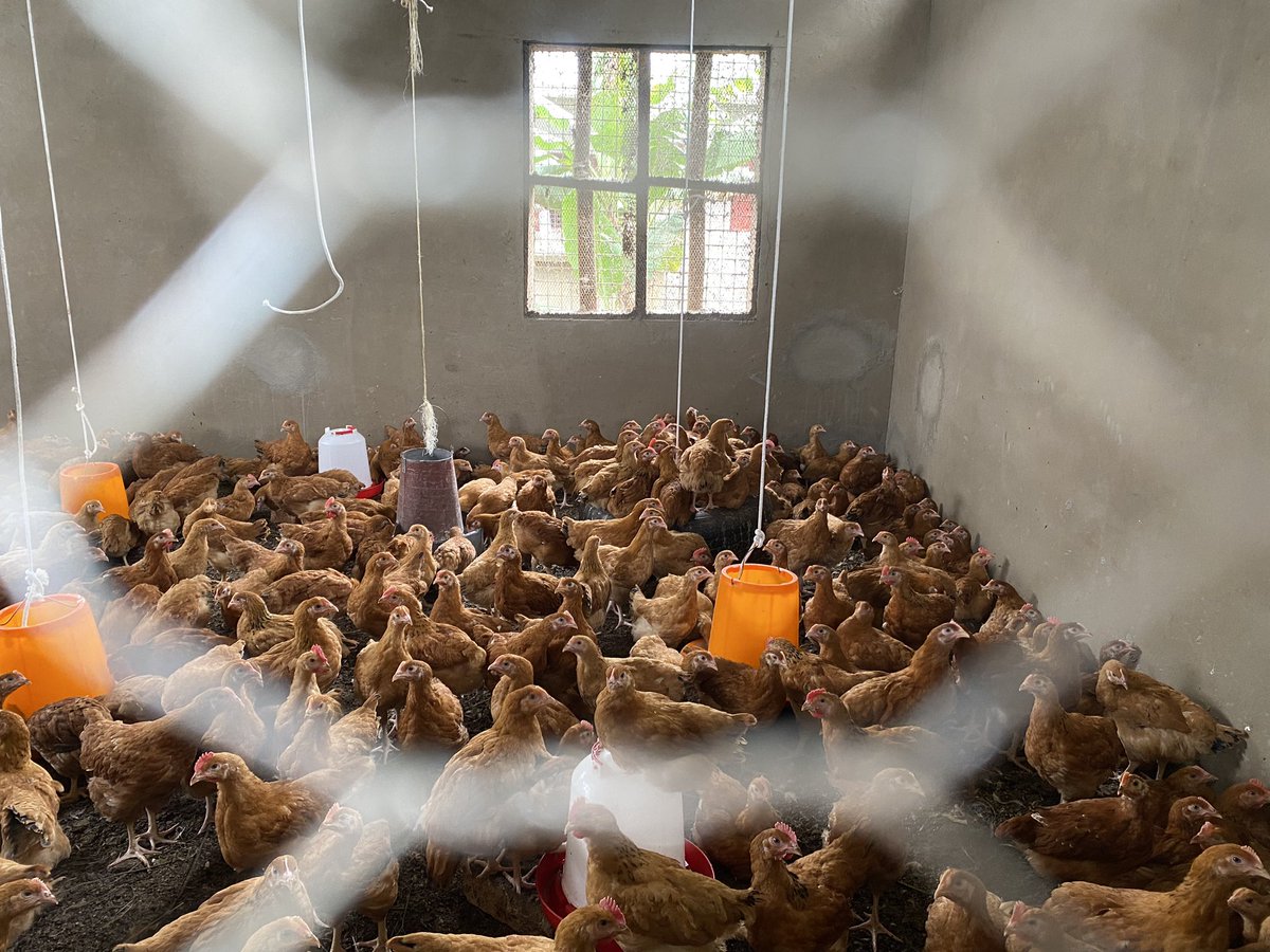 BitcoinKampala's tweet photo. "🎉 Fortune Farms LTD now accepts #Bitcoin for Maize Flour, Chickens, Eggs, and all future products! 🚜🐔🥚

Born from a partnership between @Alex_Fortune1 (UK) and Tadeo (Ugandan Farmer), we explored their efficient operations and how #Bitcoin will revolutionize their cross-border transactions. 💰

We bid goodbye to slow & expensive money transfers! 💸

Tadeo is excited about the potential of #Bitcoin as sound money, protecting value in times of inflation. 📈🌽🇺🇬🇬🇧 

"Exciting times ahead! 🌟 
We're considering supplying @orphansofuganda with top-quality products, paying in #Bitcoin for amazing savings compared to the current purchase price (KG is cheaper by 500ugx)

 Learning with Tadeo will continue to ensure he gets to self-custody. 

Building future community leaders.
Check Back in one year! 🚀🌾🇺🇬