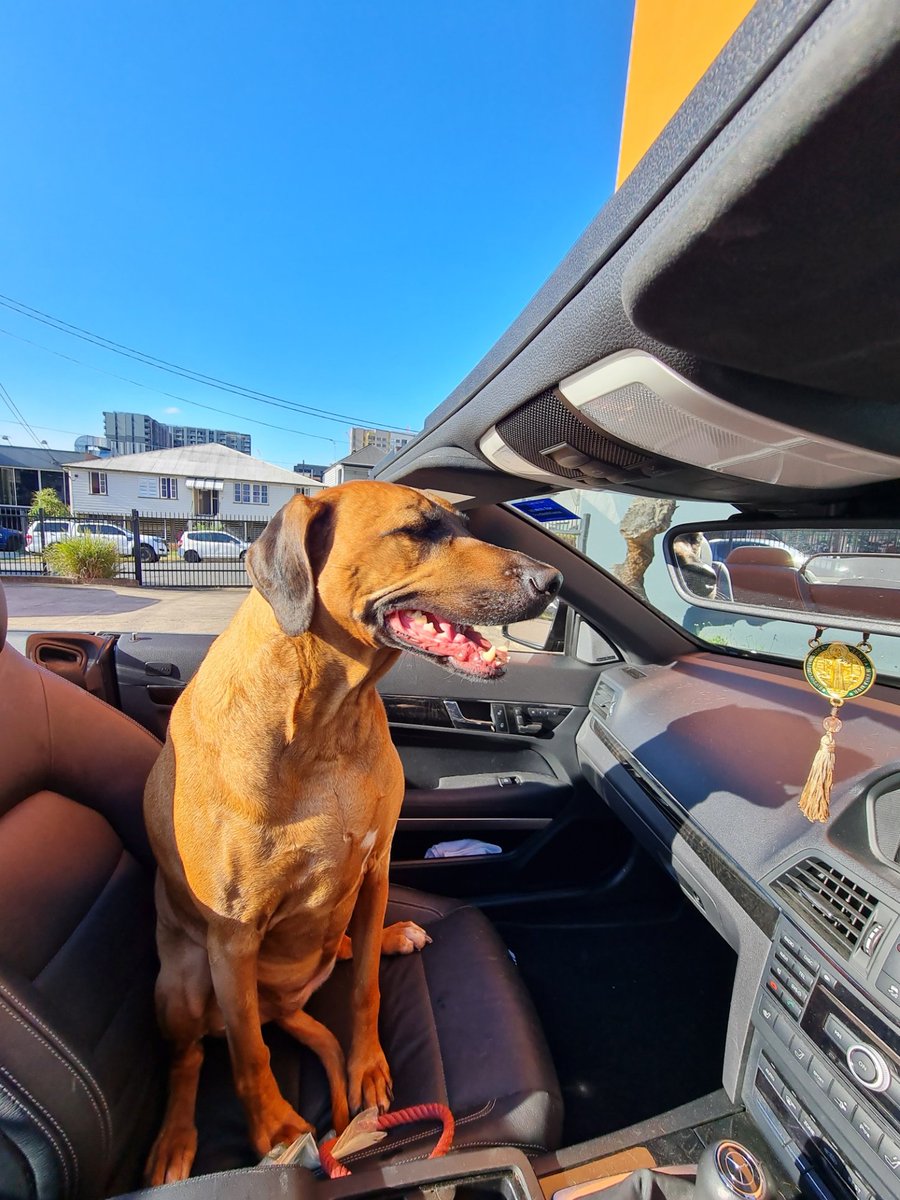 MrsS2023's tweet photo. Good morning Twitter Family.
Happy Sunday.... doggie drive.
We hunt, we shoot. I drive and we never watch "their ABC" .
Show some love if you think my red girl is gorgeous.
#AfricanHuntingHound
#LionDog
#ridgeback
#MyGurl
#MercedesAMGMotorsport https://t.co/8NDZdjiv9e