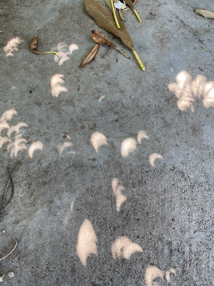 limeh1981's tweet photo. @atxwxgirl Your post made me go outside and see if it’s real! I had no idea this was possible, thanks! Turns out the spaces between the leaves act as pinhole cameras, reflecting the light from the sun. Curaçao, 2:31 pm https://t.co/xL4BTNmtUP