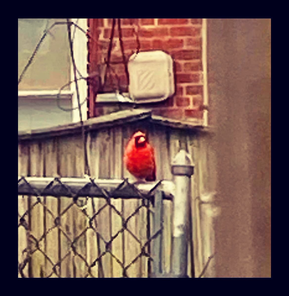 lovinlife1961's tweet image. Such a bright male Cardinal. Someone checking up on us.❤️ #someonefromheavenissayinghello  #bringscomfort #prettybird