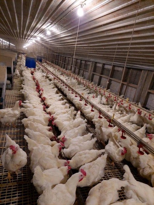 farmingmfs's tweet photo. What is stopping you from starting a poultry farm today?

We can guide you in both systems, either eggs or meat production. https://t.co/apHMTIEYzd