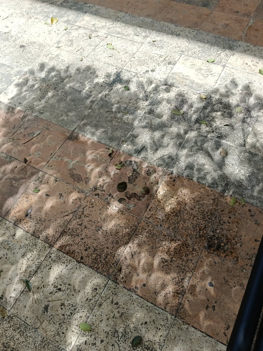 MsPotts09's tweet photo. El reflejo de las hojas del árbol durante el eclipse 🌚 https://t.co/PEpq3YTOG4