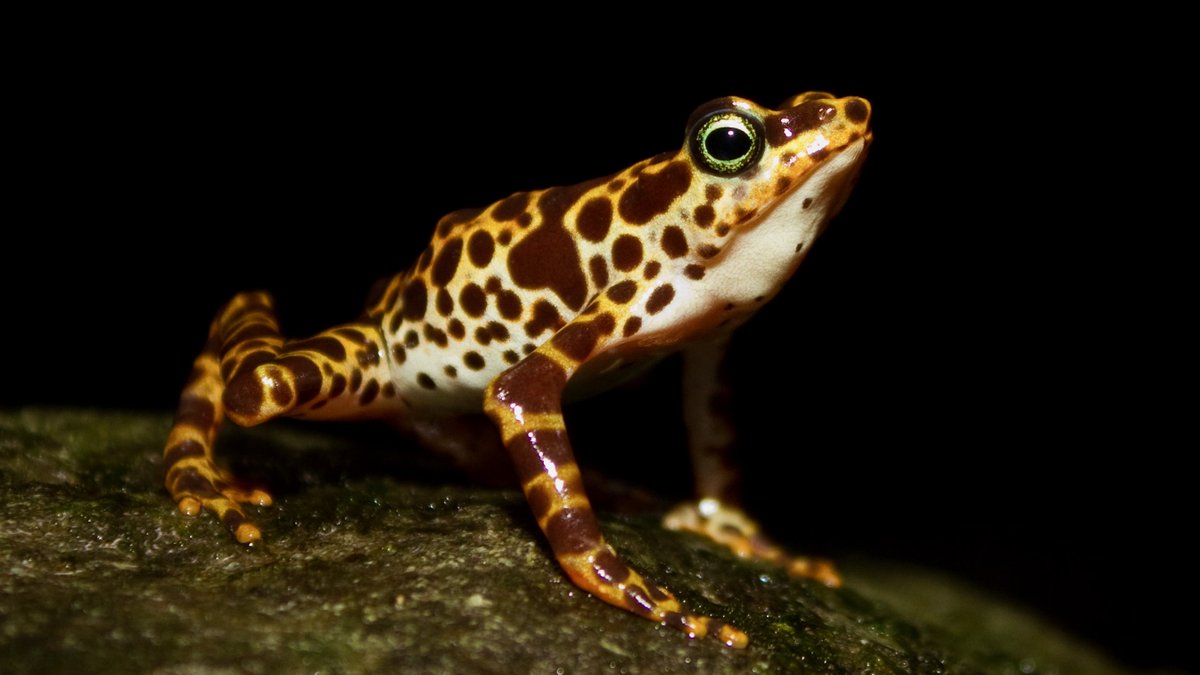 CreaturesTE's tweet photo. Darien stubfoot toad, atelopus https://t.co/Xe7LH1GyOO