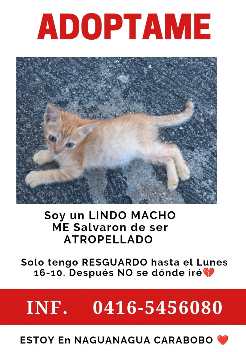 #adopcion.  Soy un hermoso CATIRE. Apenas 1 mes 1/2. Casi me atropella un carro. 💔 Me quieres en tu familia🙏. Solo tengo RESGUARDO hasta el 16-10. Después no se a donde ire 😞 #naguanagua #carabobo. #difundir