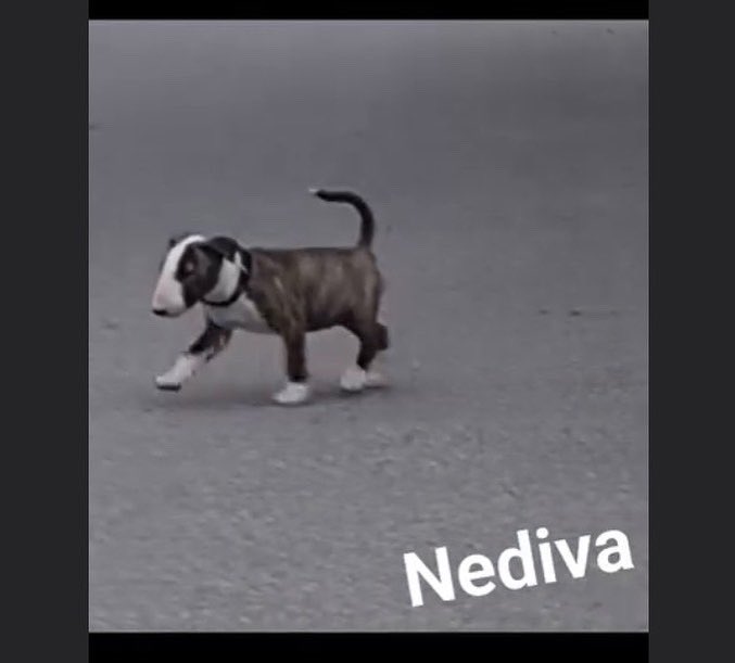 rest in power 
Mighty Bulls No Remorse Nediva
27.05.2023 - 14.10.2023

run free lil angel 😭🌈

and to the person who put the poison on the dog-walk-route 
I HOPE YOU BURN IN HELL AND I WISH YOU THE SAME PAIN NEDIVA HAD