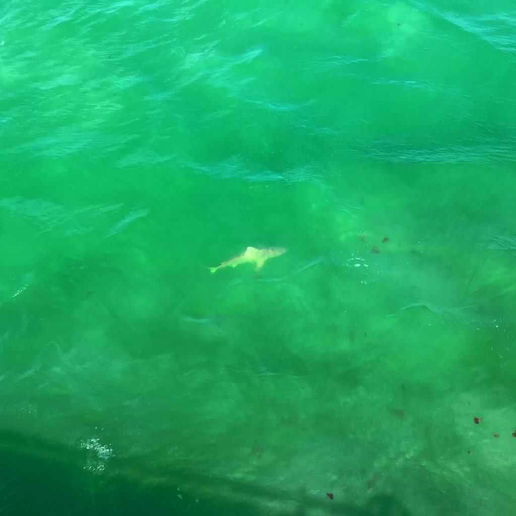 sarahmcquaid's tweet photo. On our way to #KeyWest yesterday, we stopped off at the tip of #MarathonKey, where part of the old #SevenMileBridge (which runs beside the new one) has been converted to a foot/cycle path. @cacophonycotta1 spotted a shark (see pic 3) while I read up on the bridge’s history &amp; -> https://t.co/AftD86Vko1