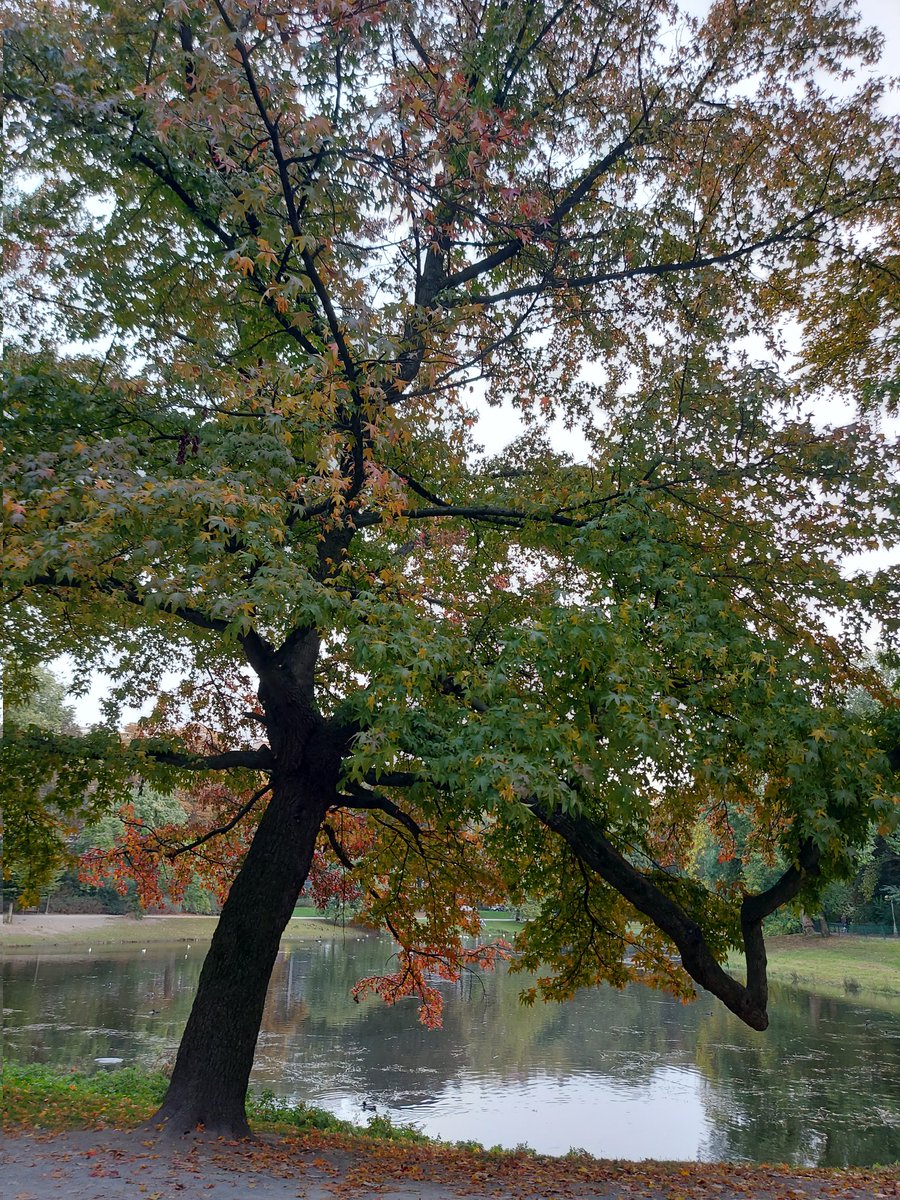Entomobserver's tweet photo. In mid October, walking in Antwerp in my summer t shirt, with my body covered with mosquito bites. In October. In western Europe. Let's talk climate anomalies and #climate change.
#climatechange https://t.co/JK0XC9Lzs5