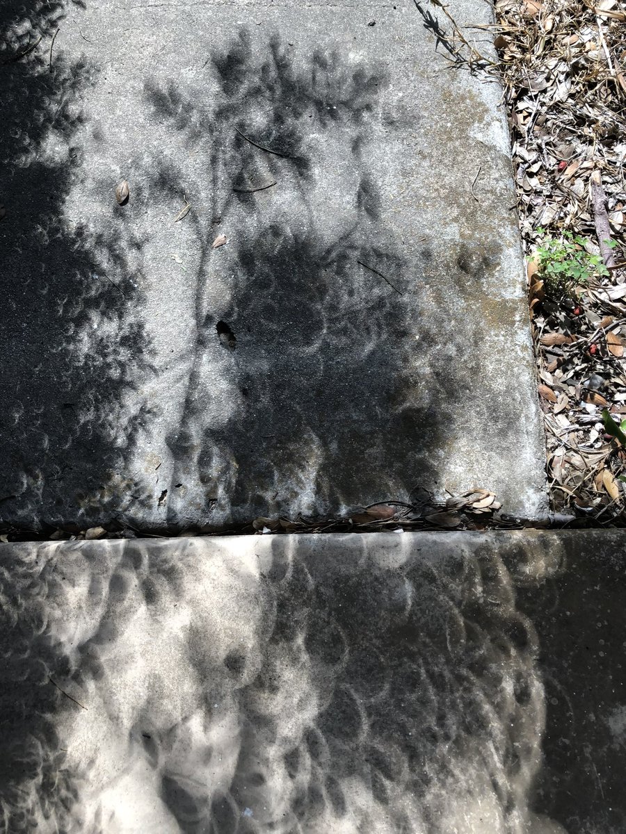 Cool pics from my mom in San Antonio, one of the best spots to view the eclipse. If you don't have a pinhole camera or eclipse glasses, leaf shadows make great eclipse viewers. 
