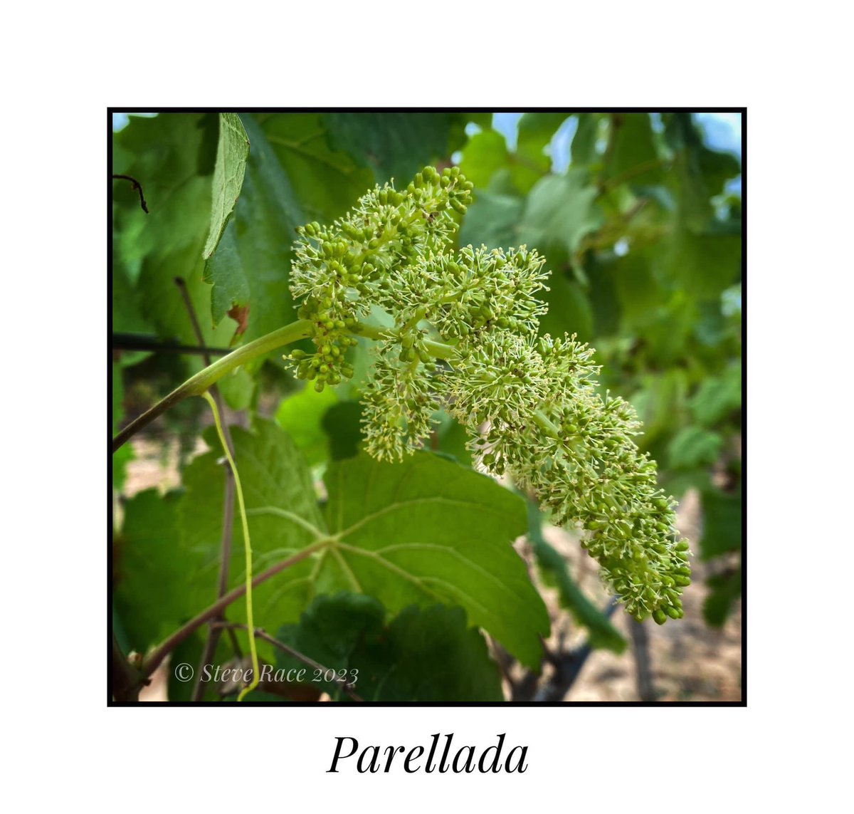 CampdEstrelles's tweet image. It’s not quite what you expect in autumn, but with the sudden regrowth of the #Parellada following the #drought, they have now put their renewed energy into flowering! Not ideal, but the blossom smells amazing as always...
🌼💛🥂😎
#wine #vi #vineyard #viticulture