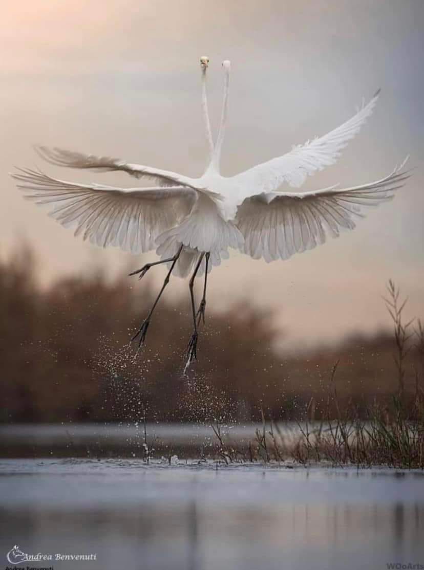 Textos compartidos.

"Sé por experiencia que, en la vida, sólo en contadísimas ocasiones encontramos a alguien a quien podamos transmitir nuestro estado de ánimo con exactitud, alguien con quien podamos comunicarnos a la perfección. Es casi todo un milagro, o una suerte