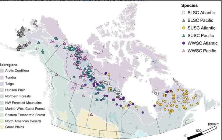 Just out! Thrilled to see this #openaccess paper on #seaducks finally out in Wildlife Biology - a continent-wide assessment of breeding distribution and timing by 3 scoter species, led by Kristin Bianchini, with many others #waterfowl #Ducks onlinelibrary.wiley.com/doi/10.1002/wl…