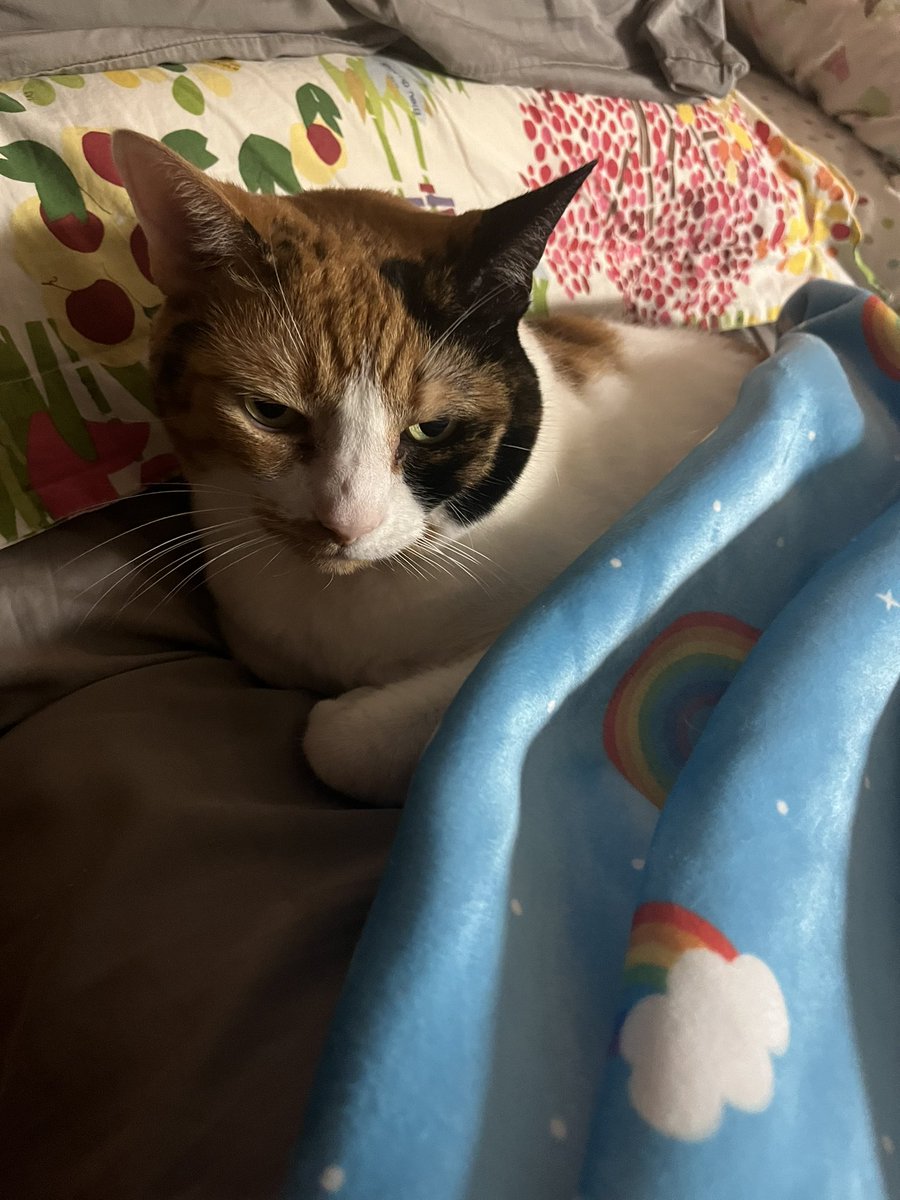 FalkorTheCat's tweet photo. Tucked in and ready for naps https://t.co/1VGPBmxM7v