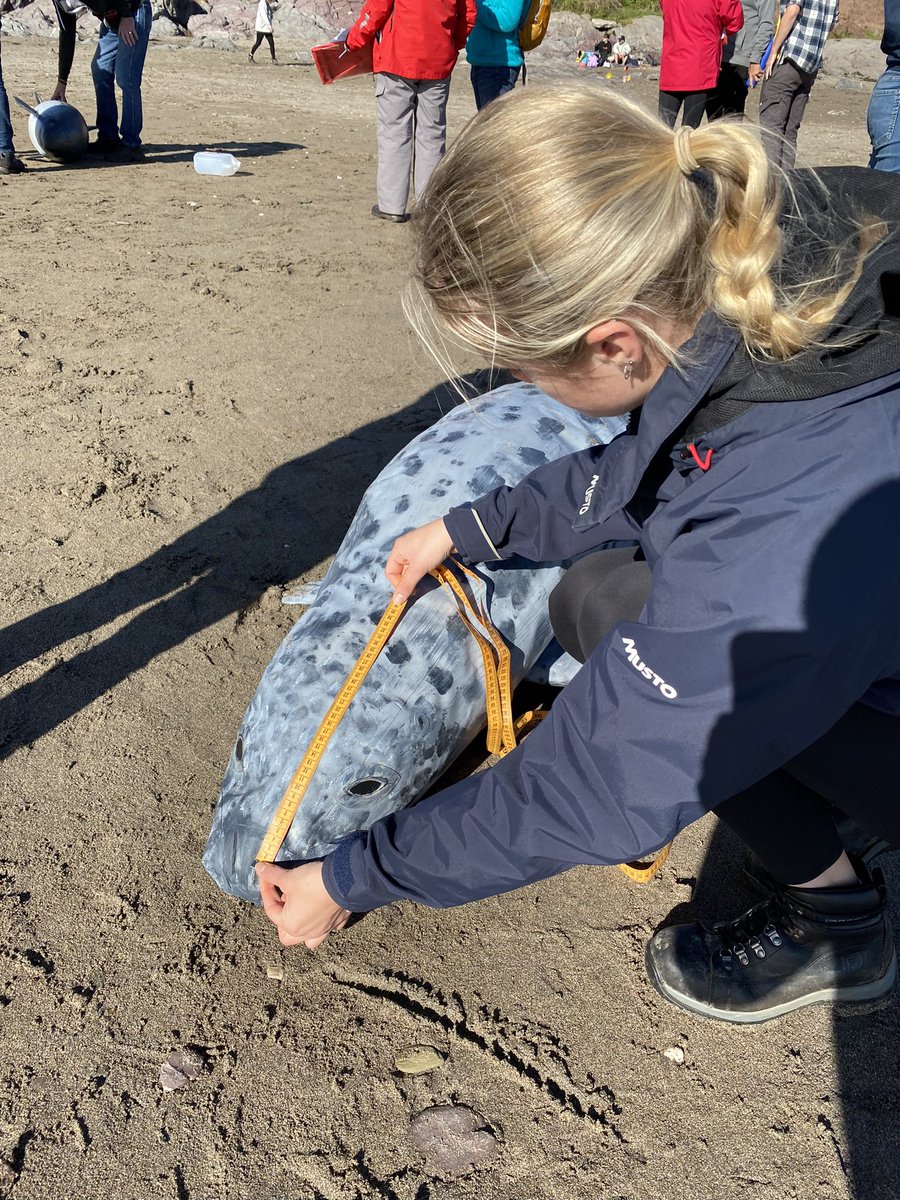 StormMcclements's tweet photo. A beautiful Saturday spent at Wembury training with @DevonWildlife to become a South Devon representative of the Marine Stranding Network. Big thank you to @WemburyMarine for delivering such an interesting and informative course highlighting the importance of strandings data! 🦭 https://t.co/VZVx9Qg077