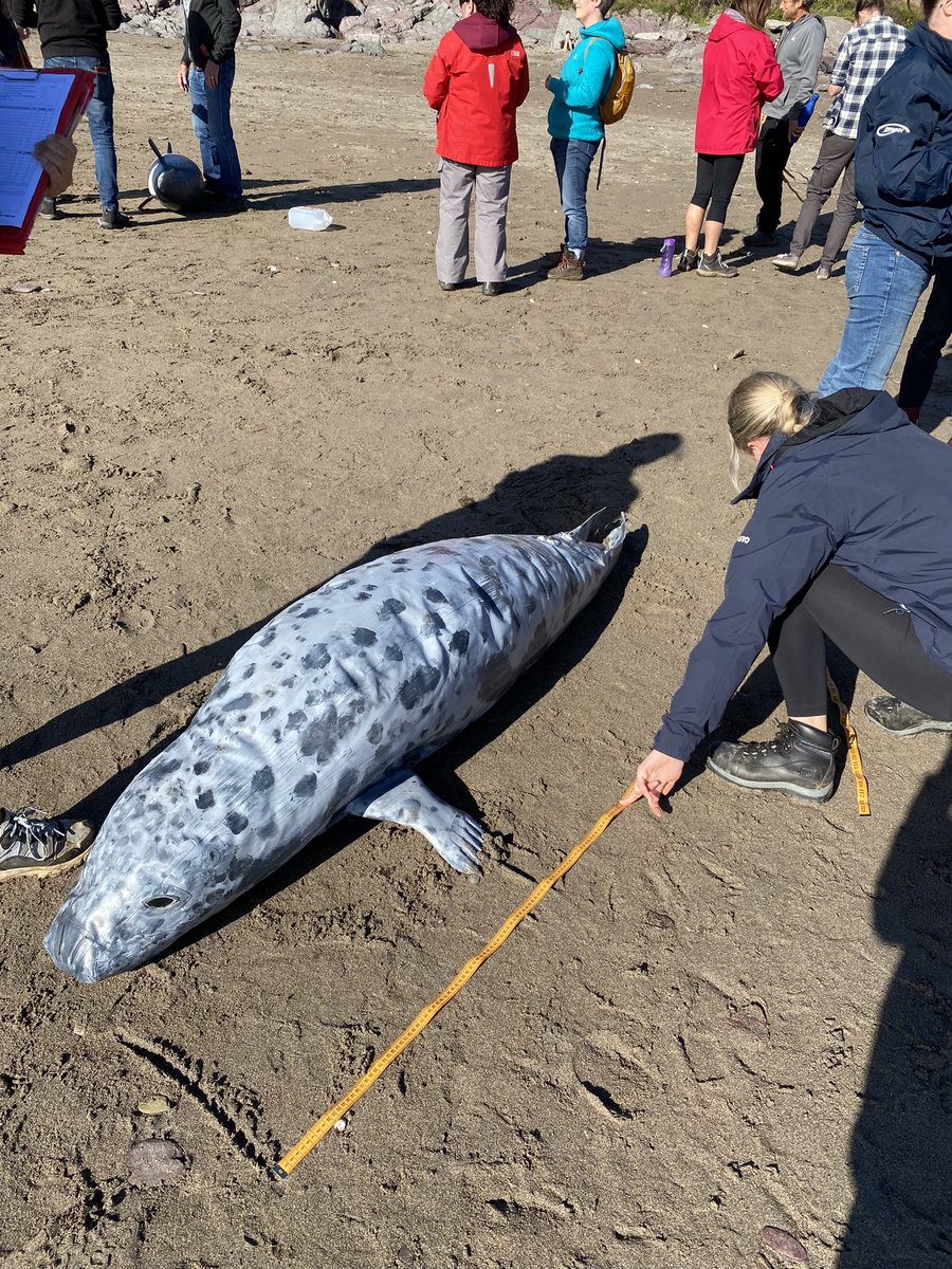 StormMcclements's tweet photo. A beautiful Saturday spent at Wembury training with @DevonWildlife to become a South Devon representative of the Marine Stranding Network. Big thank you to @WemburyMarine for delivering such an interesting and informative course highlighting the importance of strandings data! 🦭 https://t.co/VZVx9Qg077